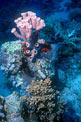 Ambiente tropicale mar rosso  