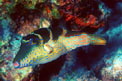 Pesce palla coronato (Canthigaster coronata)