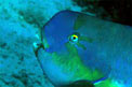 Pesce pappagallo (Chlorurus gibbus)