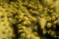 Madrepora gialla ondulata (Turbinaria mesenterina)