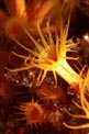 Parazoanthus (Parazoanthus axinellae)