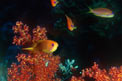 Castagnola  tropicale (Pseudanthias squamipinnis)