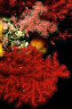 Gorgonie vere e false (Paraeritropodiun coralloides)