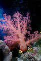 Alcionario rosa (Dendronephthya hemprichi)