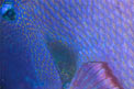 Pesce balestra (Pseudobalistes fuscus)