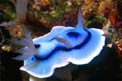 Chromodoris (Chromodoris lochi)