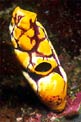 Ascidia (Polycarpa aurata)