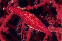 Ciprea della gorgonia rossa (Aclyvolva lanceolata)