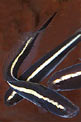 Blennide bianconero (Pholidichthys leucotenia)