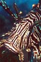 Pesce cobra (Pterois miles)