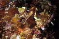 Scorfano tropicale (Scorpaenopsis venosa)
