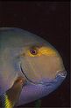 Pesce chirurgo ornato (Acanthurus dussumieri)