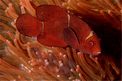 Pesce pagliaccio spinoso (Premnas biaculeatus)