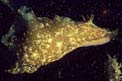Lepre di mare (Aplysia punctata)