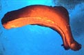 Lepre di mare (Aplysia depilans)