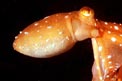 Polpessa (Octopus macropus)