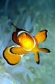 Pesce pagliaccio occidentale (Amphiprion ocellaris)