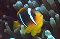 Pesce pagliaccio (Amphiprion bicinctus)
