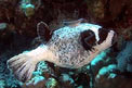 Pesce palla mascherato (Arothron diadematus)