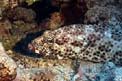 Cernia maculata bruna (Epinephelus tauvina)