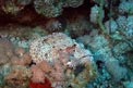 Pesce scorpione tassellato (Scorpaenopsis oxycephalus)