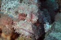 Pesce scorpione tassellato (Scorpaenopsis oxycephalus)