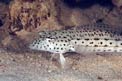 Parapercide ocellato (Parapercis hexophtalma)