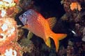 Pesce scoiattolo spinoso (Sargocentron spiniferum)