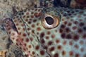 Cernia maculata bruna (Epinephelus tauvina)