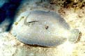 Sogliola tropicale (Bothus lunatus)