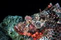Pesce scorpione tassellato (Scorpaenopsis oxycephalus)