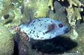 Pesce palla macchiato (Arothron nigropunctatus)