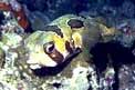 Pesce istrice (Diodon liturosus)