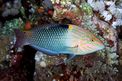 Tordo  scacchiera (Halichoeres hortulanus)