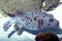Pesce palla macchiato (Arothron nigropunctatus)