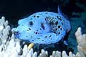 Pesce palla macchiato (Arothron nigropunctatus)