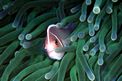 Pesce pagliaccio rosa (Amphiprion perideraion)