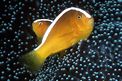 Pesce pagliaccio arancione (Amphiprion sandaracinos)