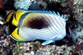 Pesce farfalla vagabondo (Chaetodon vagabundus)