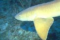 Squalo nutrice (Ginglymostoma cirratum)