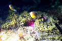 Pesce pagliaccio (Amphiprion akallopisos)