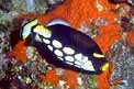 Pesce balestra clown (Balistoides conspicillum)