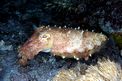 Seppia gigante del reef (Sepia latimanus)