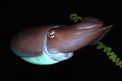 Seppia gigante del reef (Sepia latimanus)