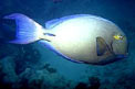 Pesce chirurgo (Acanthurus blochii)