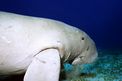 Dugongo (Dugong dugon)