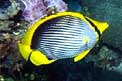 Pesce farfalla (Chaetodon melannotus)