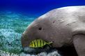 Dugongo (Dugong dugon)