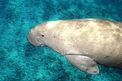 Dugongo (Dugong dugon)