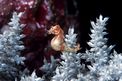 Cavalluccio pigmeo dei coralli molli (Hippocampus sp. 2)